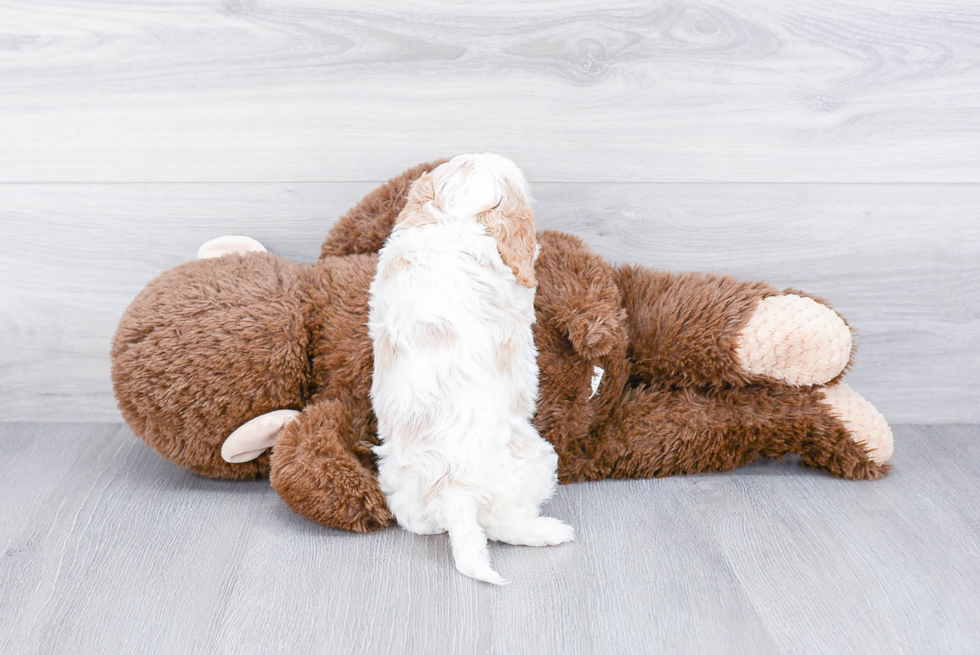 Adorable Cavoodle Poodle Mix Puppy