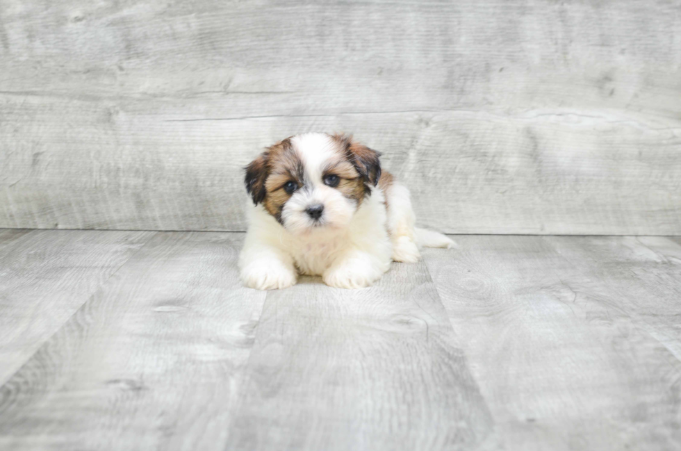 Fluffy Teddy Bear Designer Pup