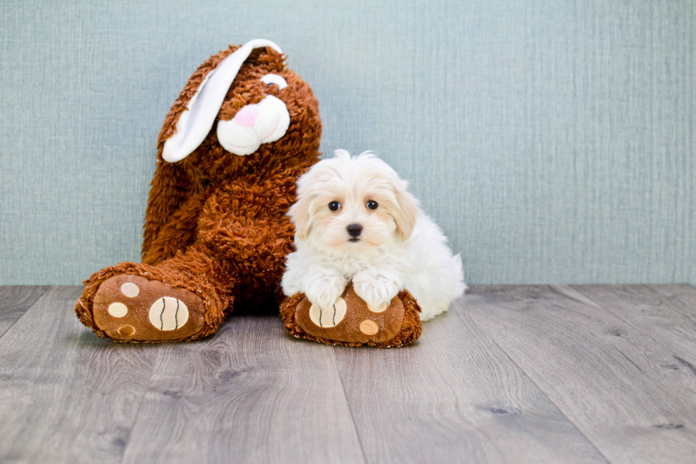 Maltipoo Pup Being Cute