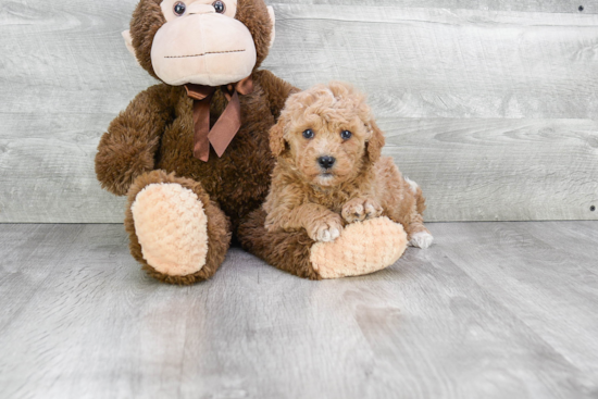 Mini Goldendoodle Puppy for Adoption