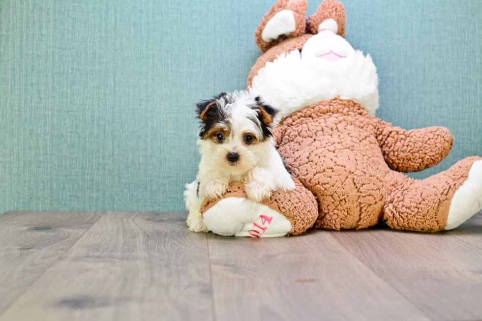 Meet Diddy - our Yorkshire Terrier Puppy Photo 