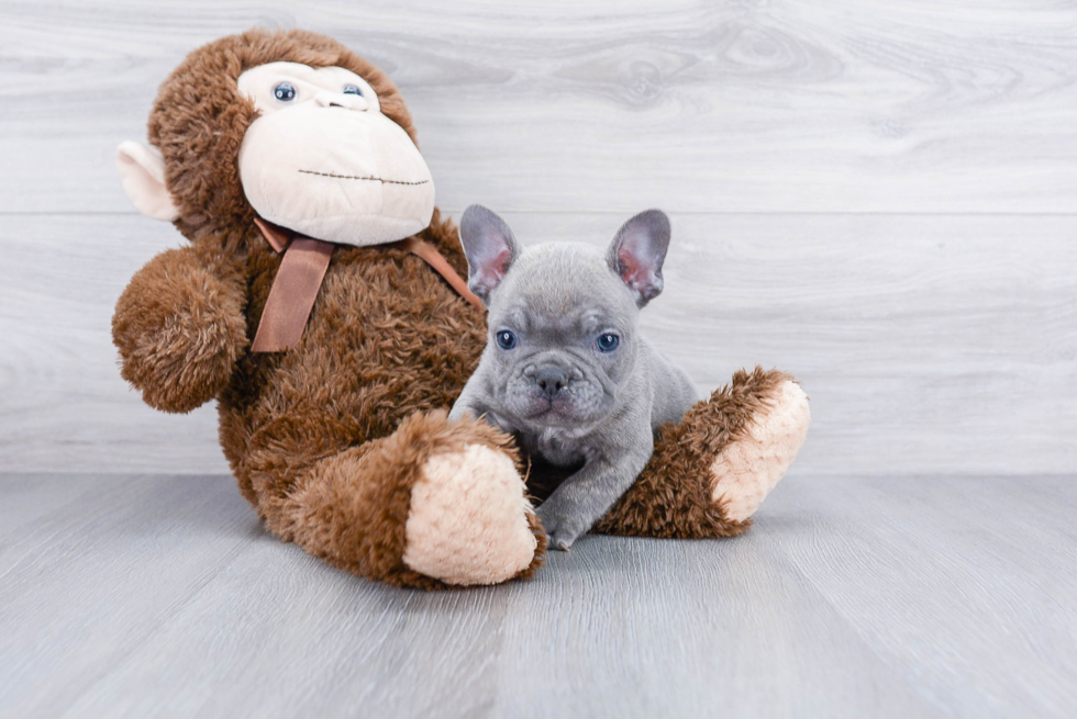 Popular French Bulldog Baby