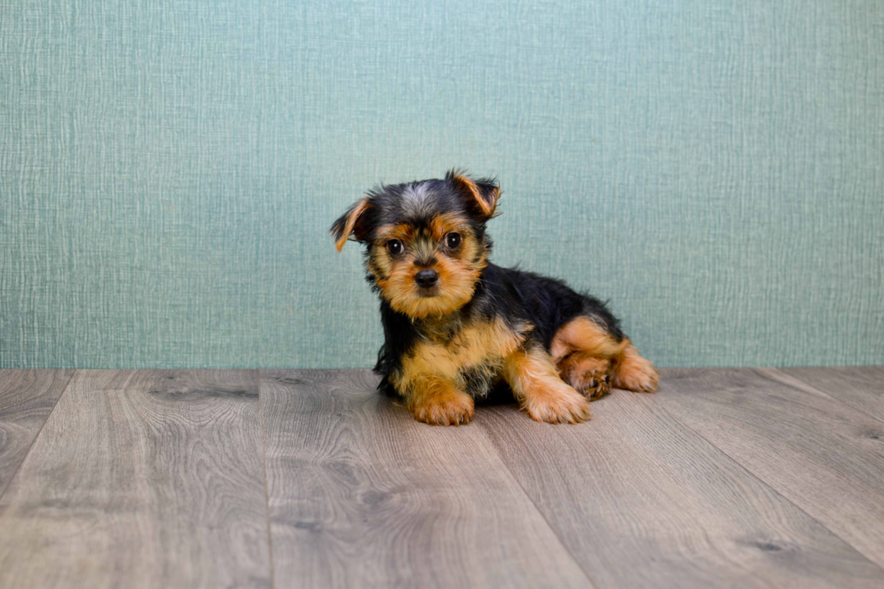 Meet Lisa - our Yorkshire Terrier Puppy Photo 