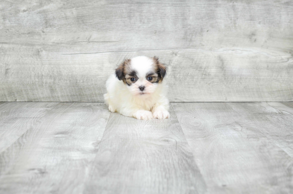 Teddy Bear Puppy for Adoption