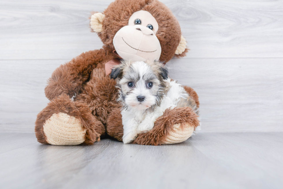 Havanese Puppy for Adoption