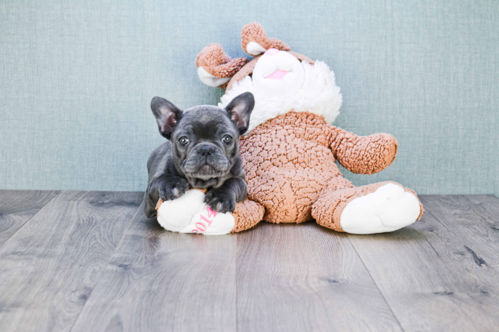 Little French Bulldog Purebred Pup