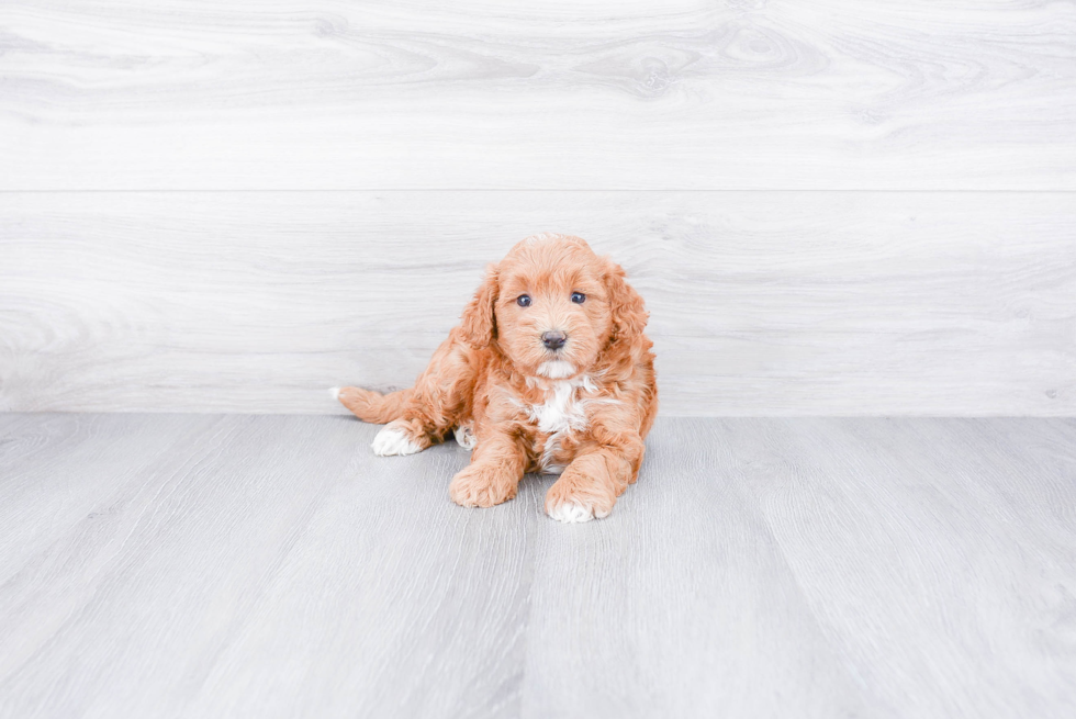 Mini Goldendoodle Pup Being Cute