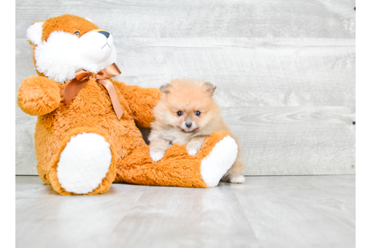 Pomeranian Pup Being Cute