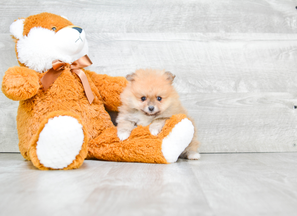 Pomeranian Pup Being Cute