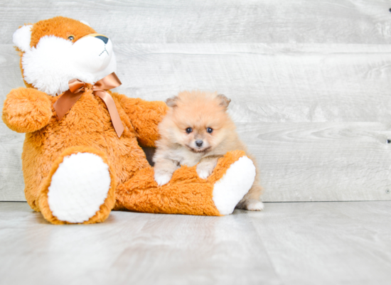 Pomeranian Pup Being Cute