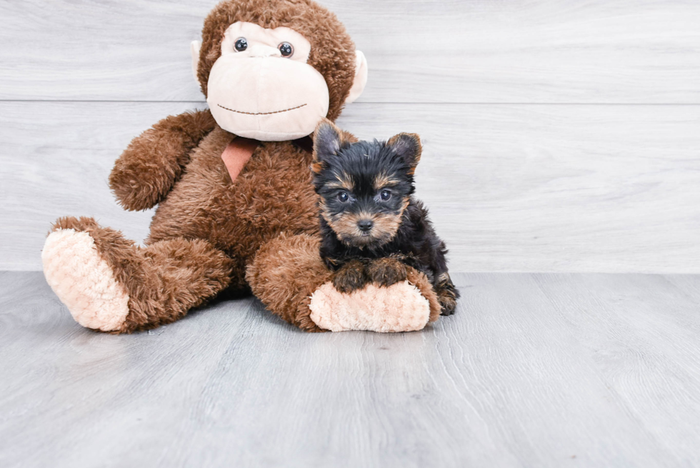 Meet Lily - our Yorkshire Terrier Puppy Photo 