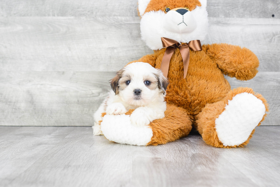 Teddy Bear Pup Being Cute