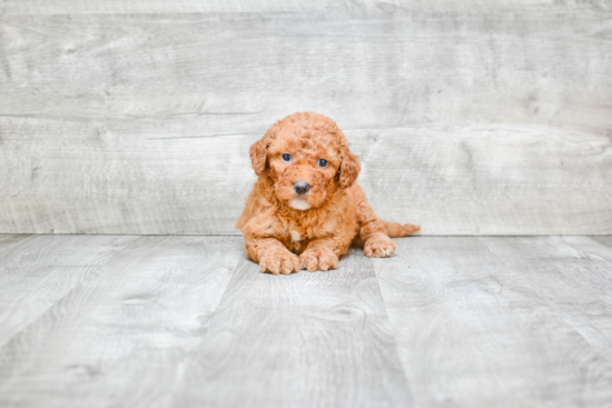 Popular Mini Goldendoodle Poodle Mix Pup