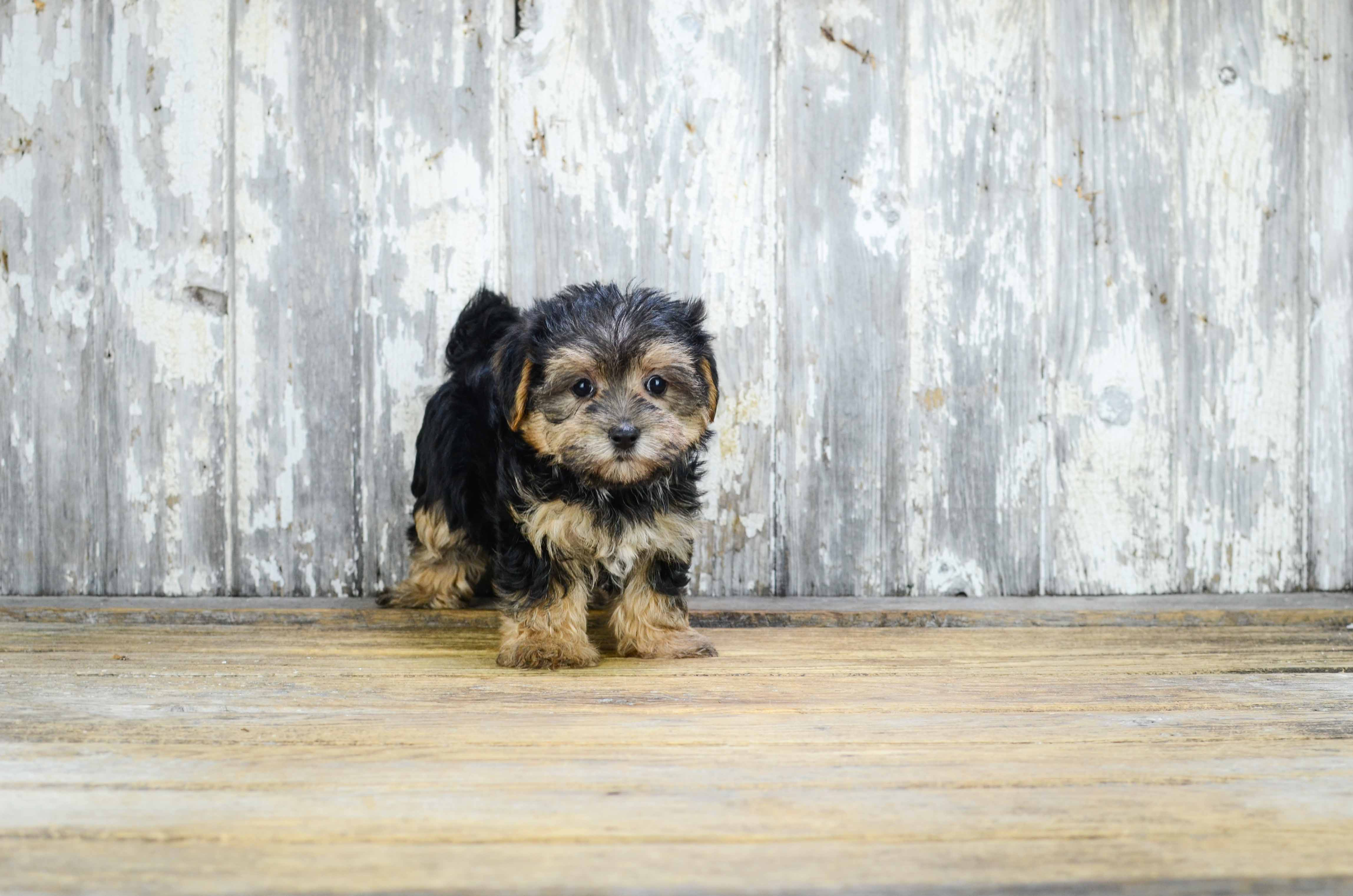 Funny Morkie Designer Pup