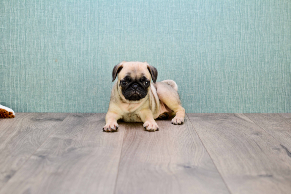 Pug Puppy for Adoption