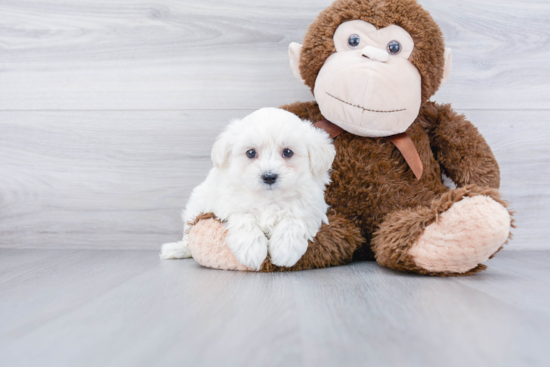 Playful Maltese Poodle Poodle Mix Puppy