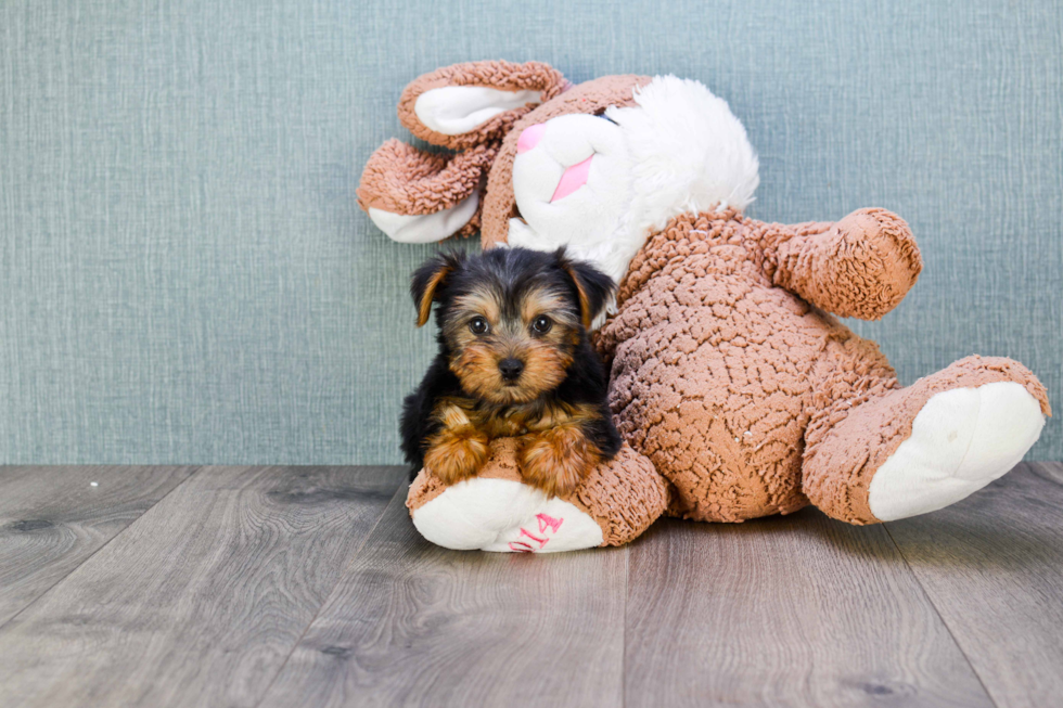 Meet Capone - our Yorkshire Terrier Puppy Photo 