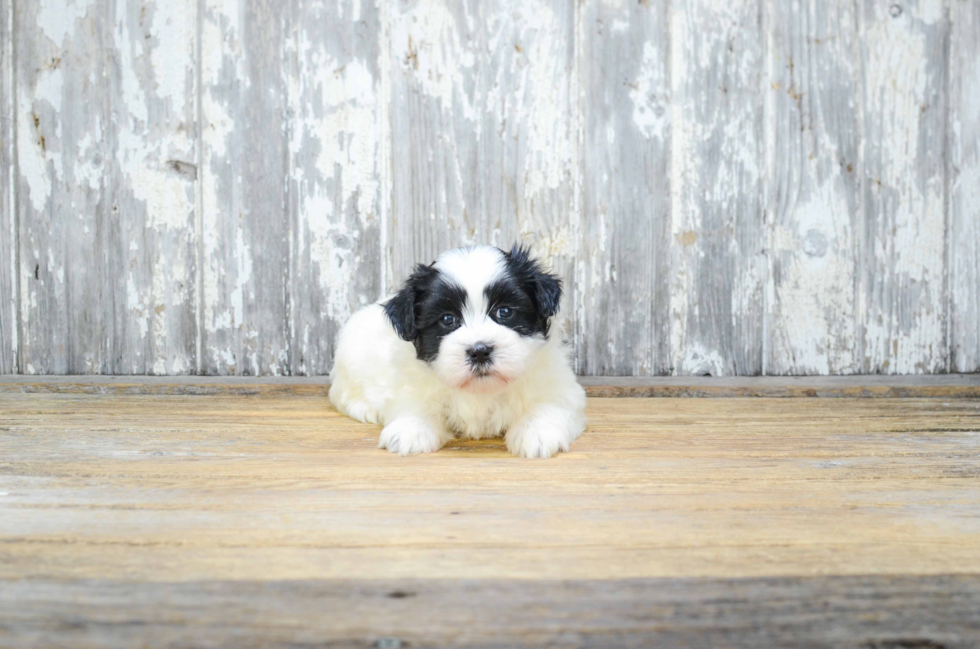 Fluffy Teddy Bear Designer Pup