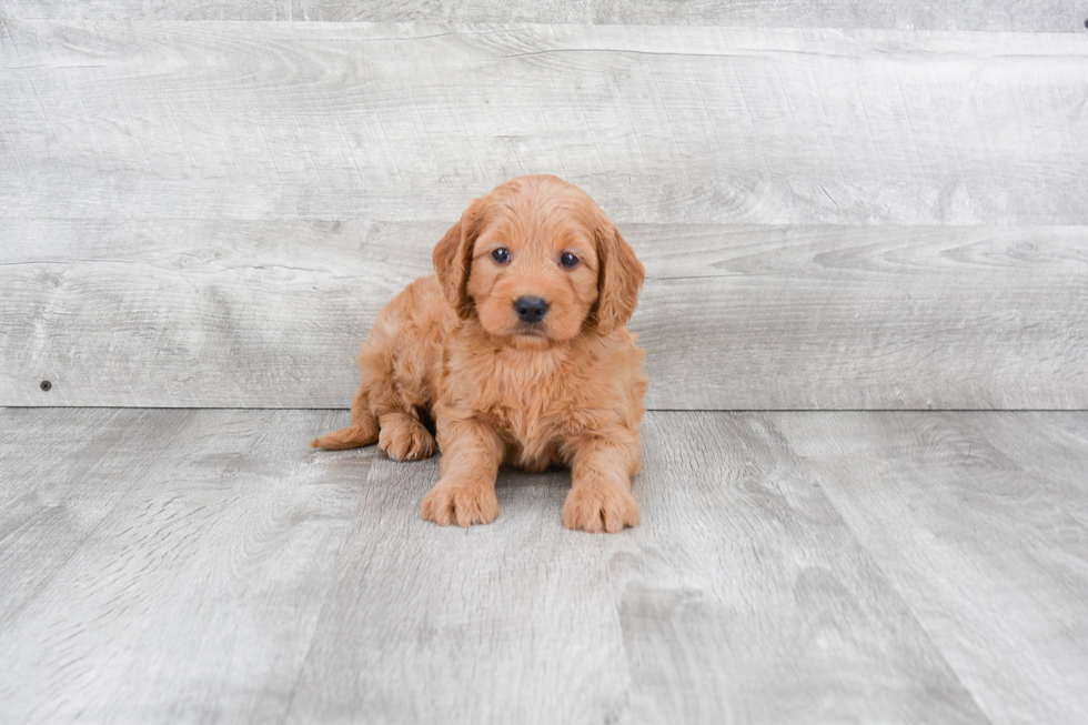 Mini Goldendoodle Puppy for Adoption