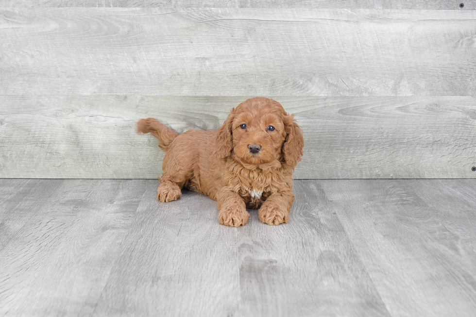 Mini Goldendoodle Puppy for Adoption