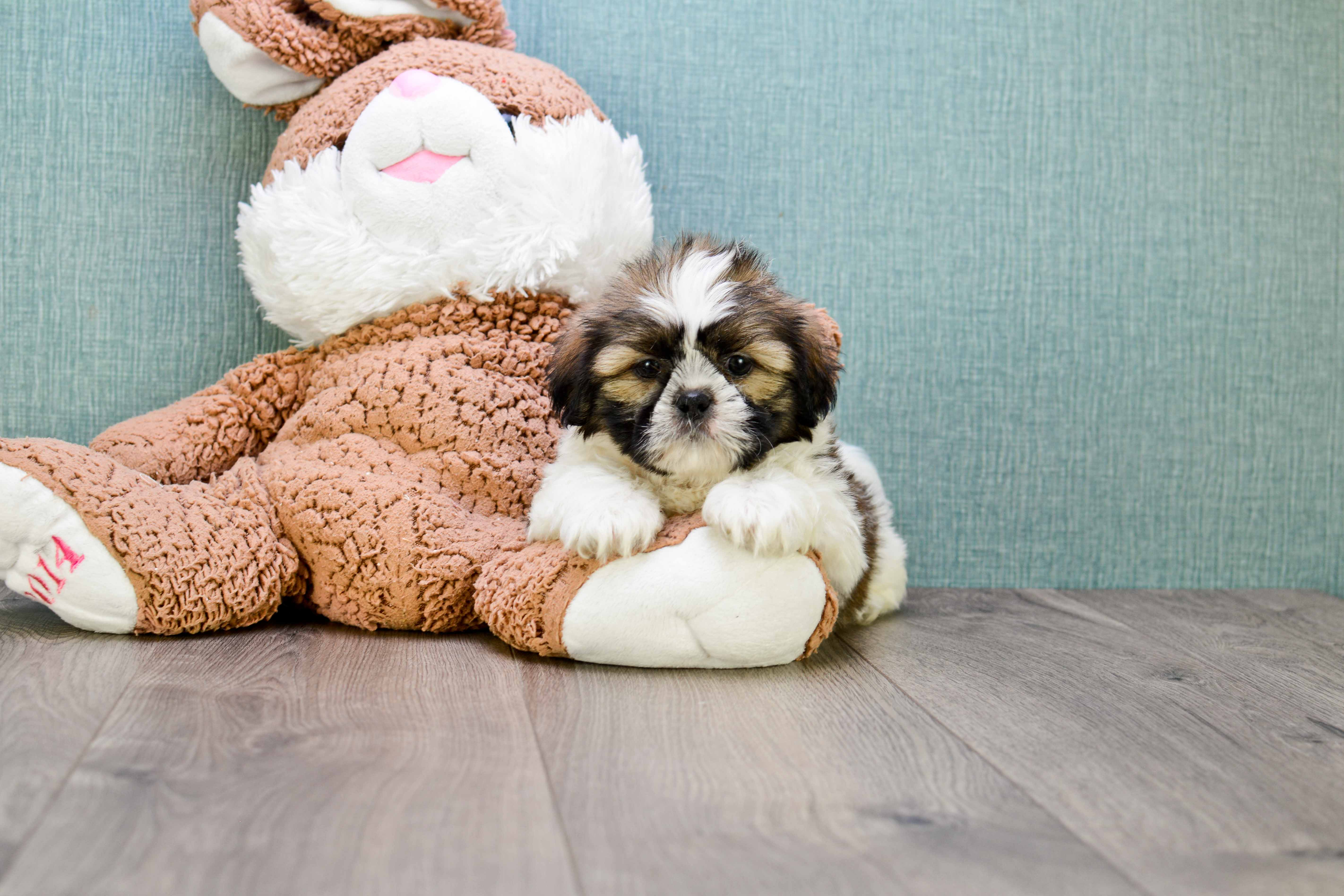 Teddy Bear Pup Being Cute
