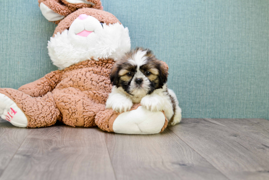 Teddy Bear Pup Being Cute