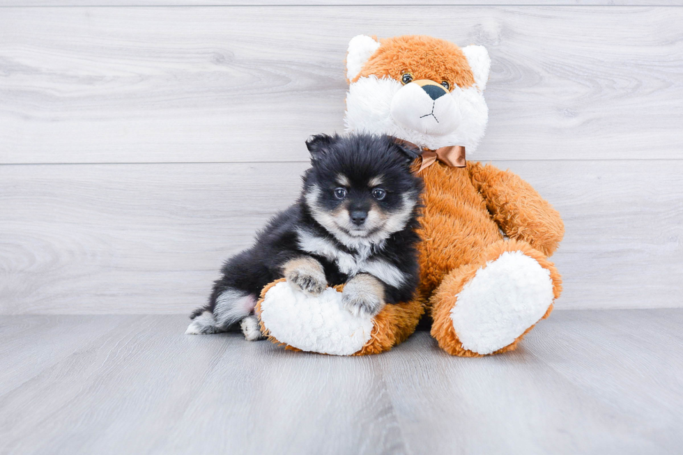 Smart Pomeranian Purebred Puppy