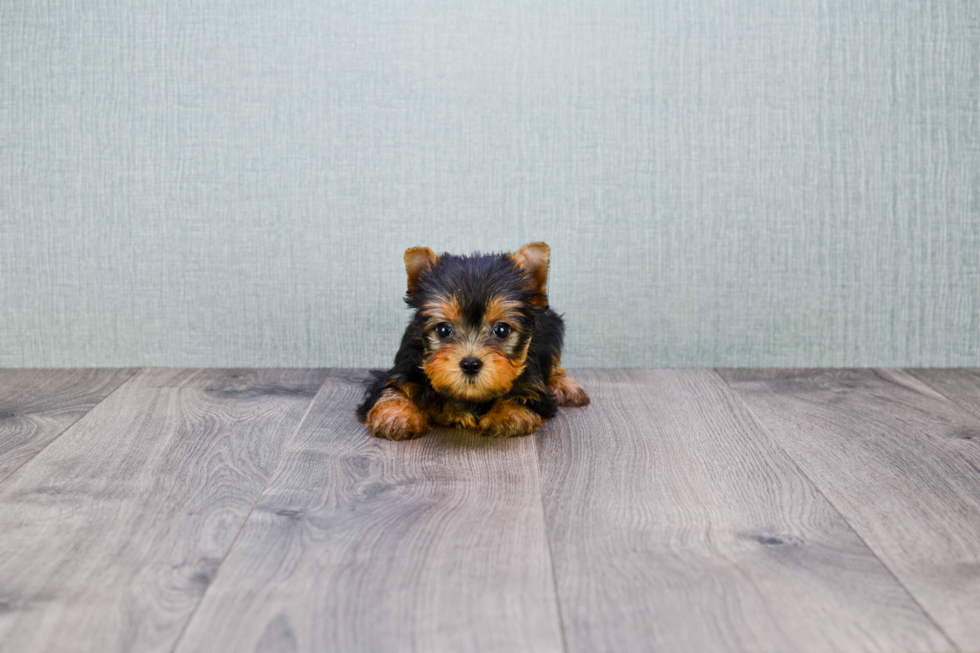 Meet Tinkerbell - our Yorkshire Terrier Puppy Photo 