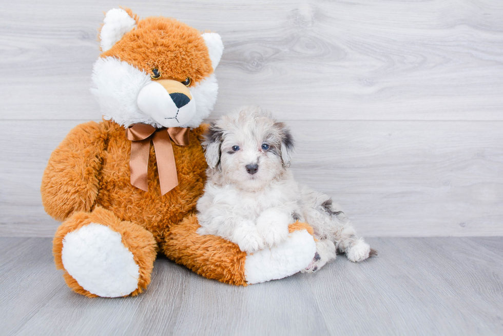 Mini Aussiedoodle Puppy for Adoption