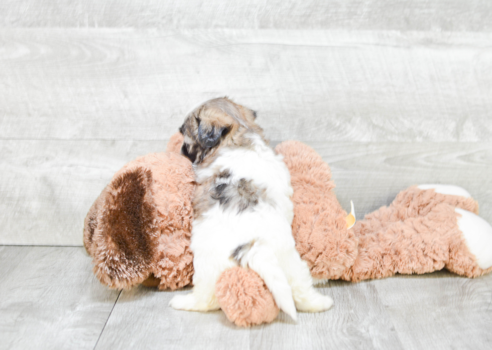Happy Teddy Bear Baby