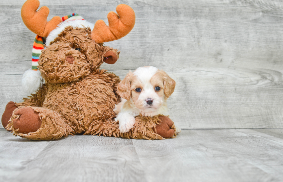 Cavachon Pup Being Cute