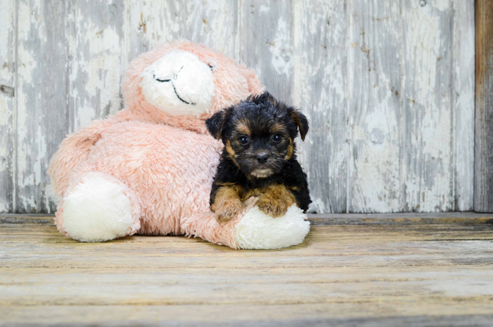 Sweet Yorkie Poo Baby