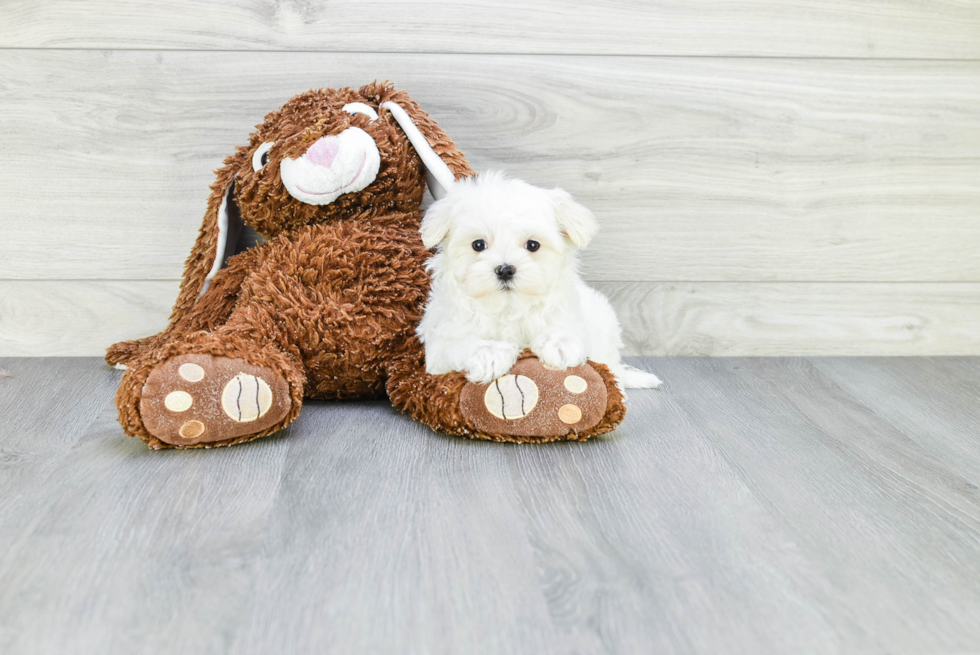 Little Maltese Purebred Pup