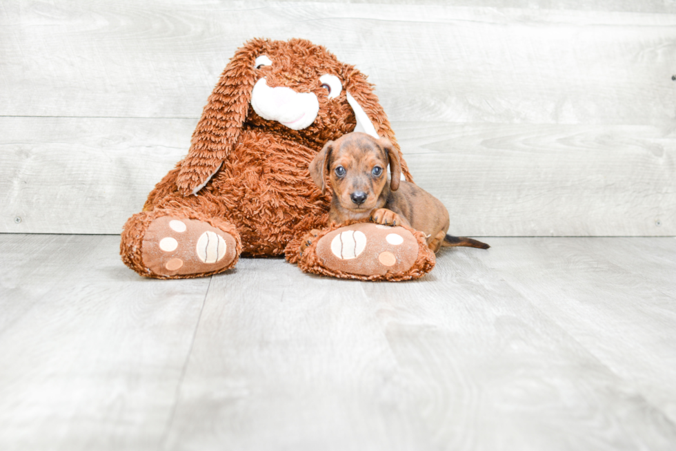 Dachshund Puppy for Adoption