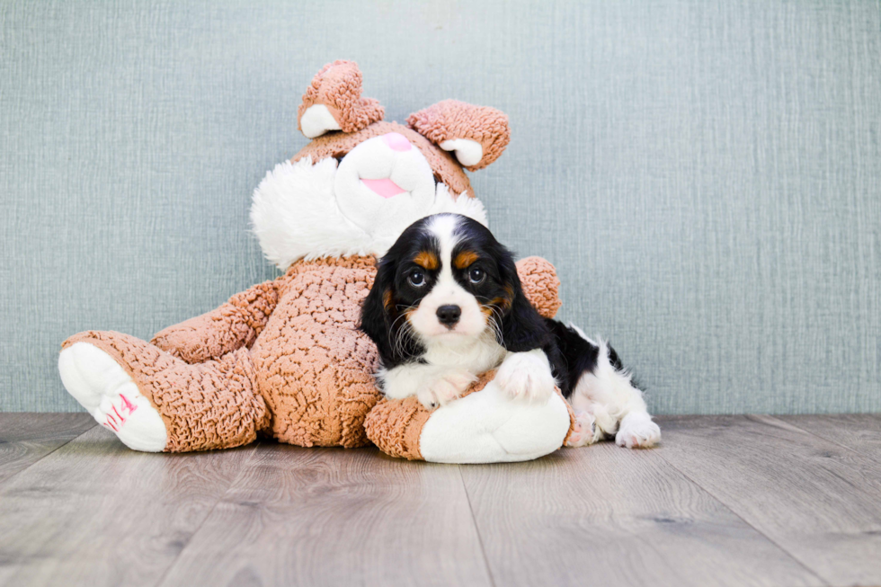 Akc Registered Cavalier King Charles Spaniel Purebred Pup