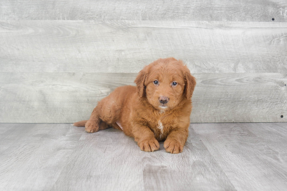 Mini Goldendoodle Puppy for Adoption