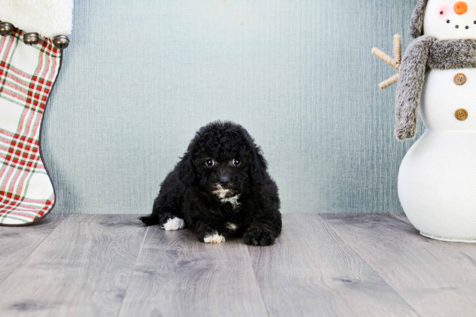 Adorable Cavoodle Poodle Mix Puppy