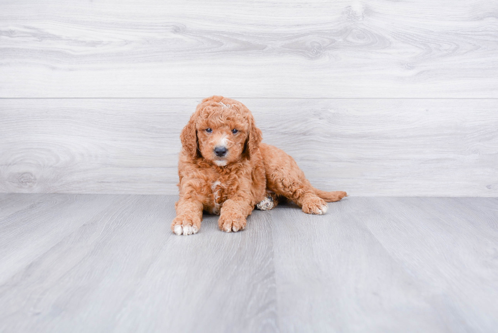 Little Golden Retriever Poodle Mix Puppy