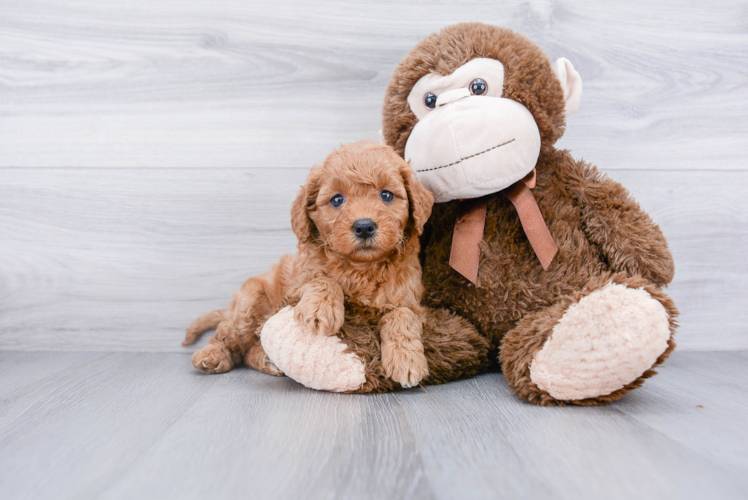 Mini Goldendoodle Pup Being Cute