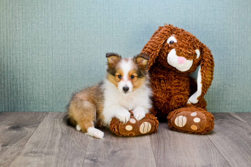 Cute Sheltie Mix Puppy