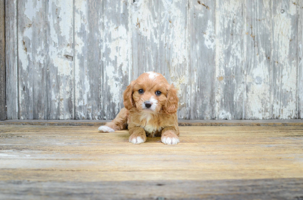 Small Cavapoo Baby