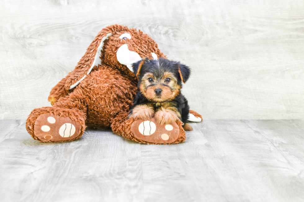 Meet Timmy - our Yorkshire Terrier Puppy Photo 