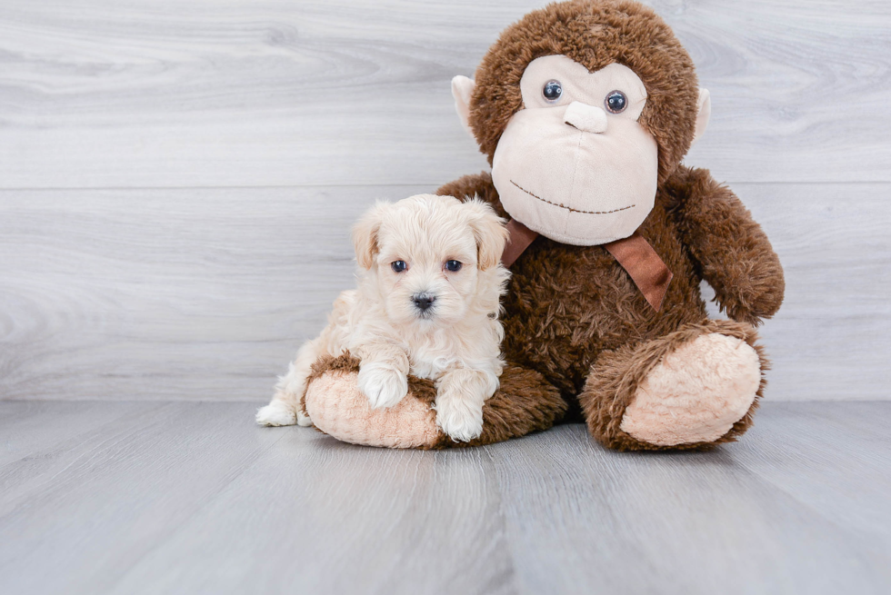 Happy Maltipoo Baby