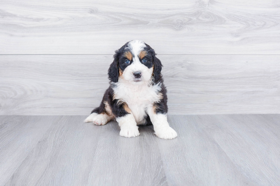 Adorable Mini Berniedoodle Poodle Mix Puppy