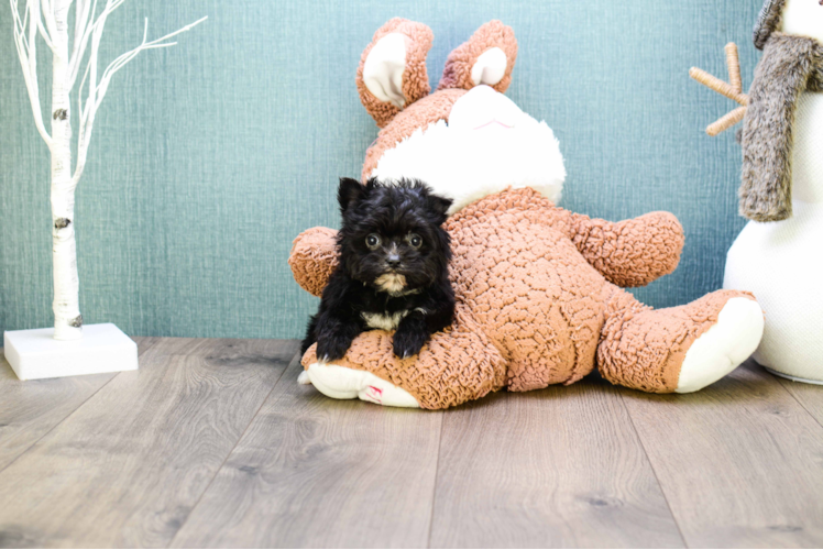 Small Morkie Baby