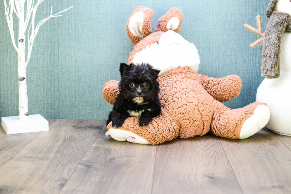Small Morkie Baby
