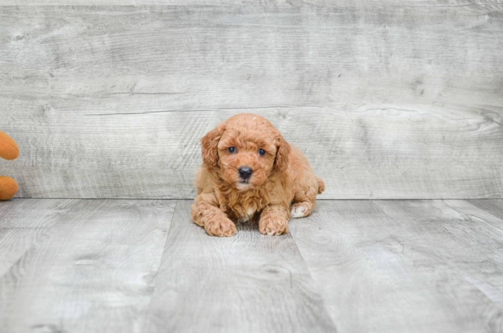 Smart Cavapoo Poodle Mix Pup