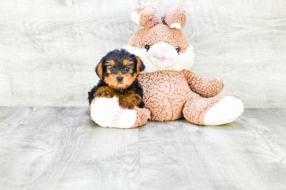 Meet Lisa - our Yorkshire Terrier Puppy Photo 