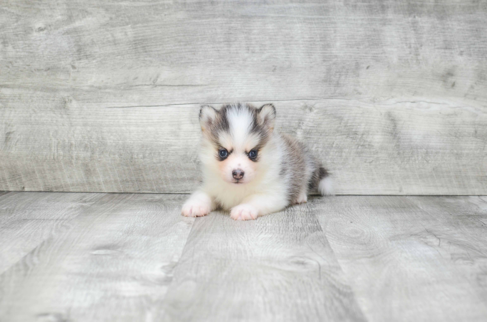 Pomsky Pup Being Cute