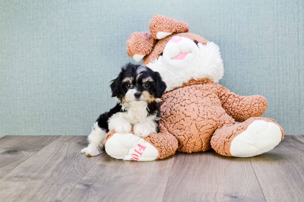 Best Cavachon Baby